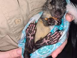 black footed tree rats have the territory wildlife park facebook