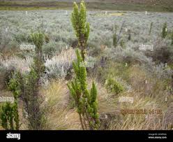 Image result for Anthospermum