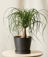 Prove yourself or lose yourself. Buy Potted Ponytail Palm Indoor Plant Bloomscape