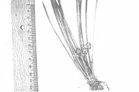 Image result for Schoenoplectiella senegalensis