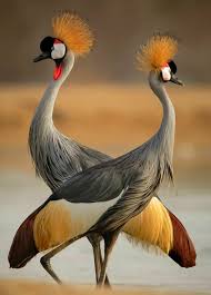 Bird With Big Colorful Beak All That Beauty Bird Pictures Beautiful Birds Bird Photography