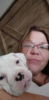 Boxer puppies for rehoming