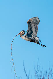 Great blue herons are commonly seen perched in trees flying overhead or wading in. Great Blue Herons In Cuyahoga Valley U S National Park Service