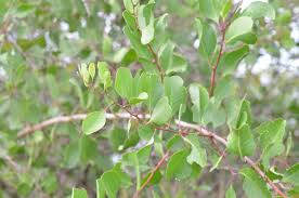 Image result for Gymnosporia senegalensis