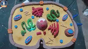 Maybe you would like to learn more about one of these? Animal Cell Model How To Make Animal Cell Model Animal Cell Model Using Styrofoam Youtube