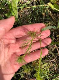 Image result for Apium leptophyllum