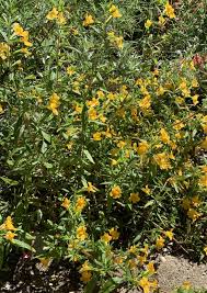 Image result for Mimulus