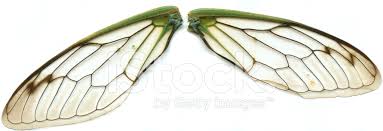 Casinnii emerges from the soil once every 17 years. Cicada Wings Stock Photos Freeimages Com