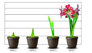 All About Amaryllis Official Blog Of Jackson Perkins Flower Care Amaryllis Bulbs Amaryllis