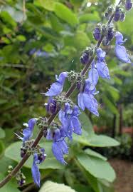 Image result for Coleus barbatus