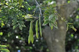 Image result for Philenoptera