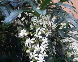 Image result for Clerodendrum abilioi