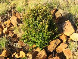 Image result for Myrothamnus flabellifolius