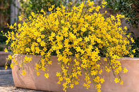 Image result for Jasminum schimperi