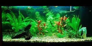 Vidio tentang aquascape yaitu tanaman yg tanpa menggunakan co2 namun masih bisa untuk tumbuh hidup dengan suburbeberapa list tanamanya silahkan nonton vidio. 7 Jenis Tanaman Aquascape Tanpa Co2 Mudah Dipelihara Merdeka Com