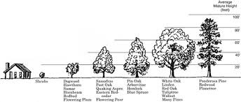 proper tree care begins with selecting the right tree and