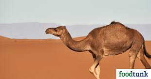 How many camels is my missus worth? New Research Finds Method To Create Safe Camel Milk Products Food Tank