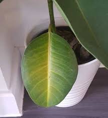Learn how to care for, clean, and propagate a rubber plant as well as troubleshooting why your rubber plant is struggling! Brown Spots On Rubber Plant Causes And Treatment Garden For Indoor