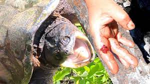In fact, its bite force relative to body size is comparable to that of a human. Snapping Turtle Are They Dangerous Biting Facts Youtube