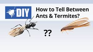 However, before mating, the termites usually shed the wings. What Do Termites Look Like Termite Identification Guide