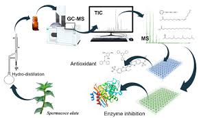 Image result for Spermacoce annua