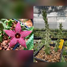 Image result for Ceropegia elongata