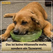 Spruch Des Tages Hitze Hitzewelle Spruch Lustig Wetter