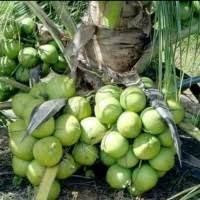 •berbuah lebat (15 biji setandan) •mampu mengeluarkan sehingga 40,000 biji sehektar setahun. Jual Tanaman Kelapa Di Surabaya Harga Terbaru 2021