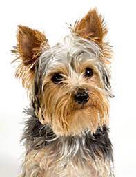 How To Stop Your Yorkie Puppy From Biting