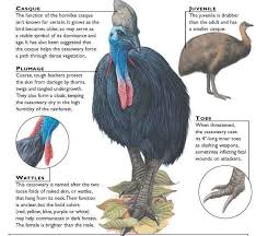 Double Wattled Cassowary Cassowary Cassowary Bird Birds