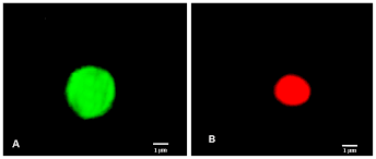 Image result for Nectaropetalum carvalhoi