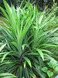 50 Seeds Pack Annual Pandan Flower Potted Seeds Fragrant Spices Diy Home Garden Fragrant Plant Partial Shade Plants Plants