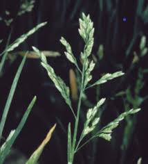 Image result for Poa annua