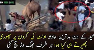 May the sacrifice of eid ul adha strengthen your faith in allah and light up your world with countless blessings. Pakistan Camel Sacrifice Gone Wrong On Eid Ul Adha