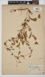 Image result for Centella glabrata