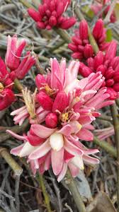 Image result for Adenia zambesiensis