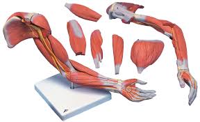 The sliding filament model describes the process used by muscles to contract. Human Arm Muscle Human Arm Models With Muscles Photo Human Arm Muscle Human Arm Models With Muscles Image H Human Body Anatomy Arm Muscles Arm Muscle Anatomy
