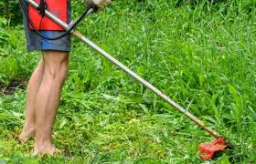 When something starts eating your plants, use these tips to figure out which pesky critter is causing the problem and the best control. The Best Way To Clear Land In Your Overgrown Yard Backyarddigs
