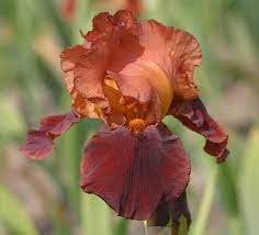 Pin On Iris To Buy