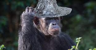 Anti Priming Tin Foil Hat Psi Chology Com