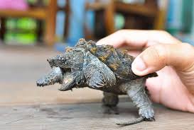 Common snapping turtle turtle enclosure pet enclosures turtle habitat turtle pond duck pond tortoises a turtle bite is painful and the don't let go. The Snapping Turtle Bite Force Is Close To The Bengal Tiger It Has Long Been Proved That It Is Not Suitable For Pets Inews