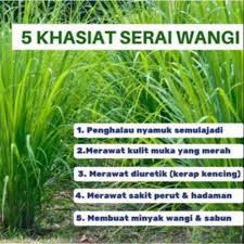 Price list of malaysia khasiat serai wangi products from sellers on are you interested in khasiat serai? Serai Wangi Herba Anak Pokok Shopee Malaysia