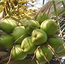 Image result for Cocos nucifera