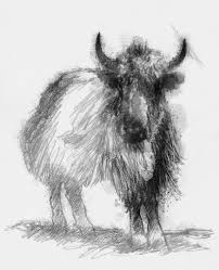 yak sketch a day art cool drawings yak sketch a day art cool drawings