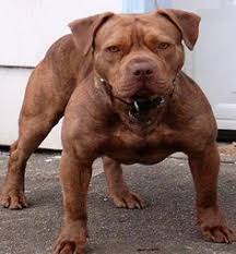 Maybe you would like to learn more about one of these? Rnb S Red Nosed Bullies