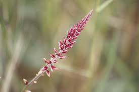 Image result for Hermbstaedtia