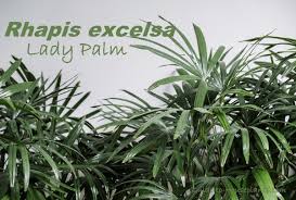 Lady palm is near its northern limit in northeast florida. Lady Palm House Plant Care How To Grow Rhapis Excelsa Indoors