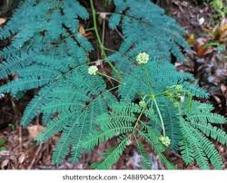 Image result for Fabaceae subfamily Mimosoideae