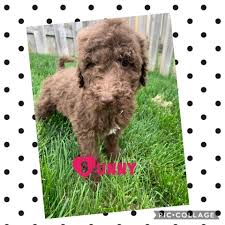 One of the first things you will find when you start looking for a doodle of any kind are the letters f1, f1b, etc., these refer to the generation of the cross between the parent dogs. Goldendoodle Puppy Dog For Sale In Elgin Illinois
