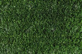 Il est idéal utilisé planté en nombre, il fera un bel écran de verdure qui mettra en valeur vos arbustes à fleurs. Fond D Ecran De Verdure De Plus En Plus L Herbe Fraiche Sur Le Terrain Ou Sur Le Jardin Banque D Images Et Photos Libres De Droits Image 4530681